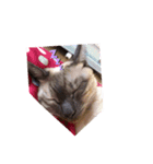 吾輩は猫なり（個別スタンプ：5）