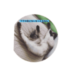 吾輩は猫なり（個別スタンプ：6）