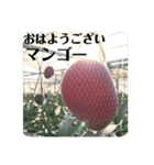 マンゴー農家によるマンゴースタンプ（個別スタンプ：1）