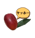 マンゴー農家によるマンゴースタンプ（個別スタンプ：4）