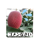 マンゴー農家によるマンゴースタンプ（個別スタンプ：8）