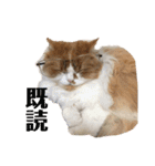 ふて猫の厚揚げ（個別スタンプ：1）