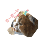 ふて猫の厚揚げ（個別スタンプ：4）