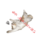 ふて猫の厚揚げ（個別スタンプ：5）