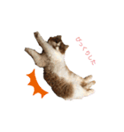 ふて猫の厚揚げ（個別スタンプ：7）