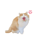 ふて猫の厚揚げ（個別スタンプ：8）