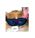 ふて猫の厚揚げ（個別スタンプ：10）