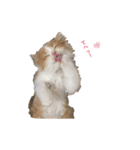 ふて猫の厚揚げ（個別スタンプ：11）