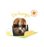 ふて猫の厚揚げ（個別スタンプ：12）