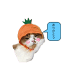 ふて猫の厚揚げ（個別スタンプ：13）