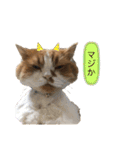 ふて猫の厚揚げ（個別スタンプ：16）