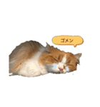 ふて猫の厚揚げ（個別スタンプ：21）
