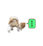 ふて猫の厚揚げ（個別スタンプ：22）
