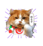 ふて猫の厚揚げ（個別スタンプ：24）