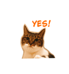 みやみやみやたん（個別スタンプ：1）
