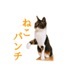 みやみやみやたん（個別スタンプ：3）