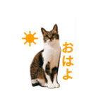 みやみやみやたん（個別スタンプ：6）