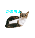 みやみやみやたん（個別スタンプ：8）