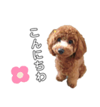 ショコラ！！（個別スタンプ：1）