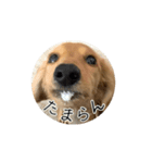 ティフィン お顔スタンプ（個別スタンプ：2）
