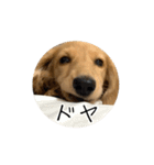 ティフィン お顔スタンプ（個別スタンプ：6）
