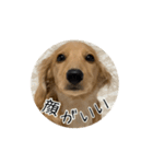 ティフィン お顔スタンプ（個別スタンプ：8）