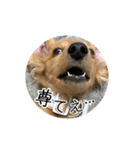 ティフィン お顔スタンプ（個別スタンプ：11）