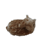 ねこのねこーん（個別スタンプ：3）
