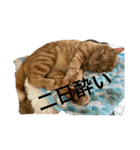 とねしゃん（個別スタンプ：1）