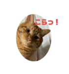 とねしゃん（個別スタンプ：8）