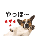 ジャックラッセル(ゆずはなのつぶやき)（個別スタンプ：1）