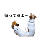 ジャックラッセル(ゆずはなのつぶやき)（個別スタンプ：13）