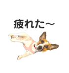 ジャックラッセル(ゆずはなのつぶやき)（個別スタンプ：15）