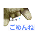 うちのいぬ。1（個別スタンプ：5）