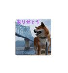 たのしい りき君  2（個別スタンプ：8）