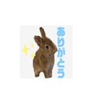 むぎちゃんのいちにち（個別スタンプ：3）