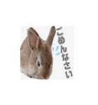 むぎちゃんのいちにち（個別スタンプ：6）