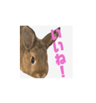 むぎちゃんのいちにち（個別スタンプ：8）
