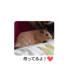 うさぎ3羽とハム一匹一家（個別スタンプ：3）