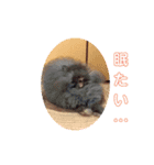 うさぎ3羽とハム一匹一家（個別スタンプ：7）