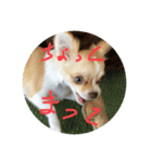 はるちゃん その四（個別スタンプ：4）