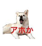 白柴あんさん（個別スタンプ：3）