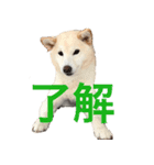白柴あんさん（個別スタンプ：5）
