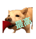 白柴あんさん（個別スタンプ：8）