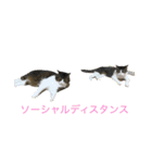 ノイ＆ニム（個別スタンプ：16）