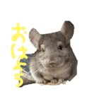 チンチラキナコ君（個別スタンプ：3）