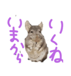 チンチラキナコ君（個別スタンプ：5）