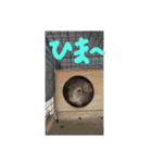 チンチラキナコ君（個別スタンプ：6）
