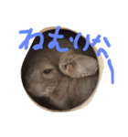 チンチラキナコ君（個別スタンプ：8）