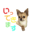 ちゃぴ4（個別スタンプ：1）